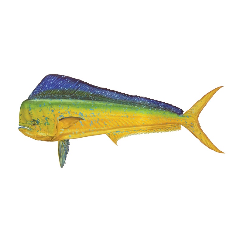 12″ Gamefish Boat & Truck Window Stickers Atlantic Salmon