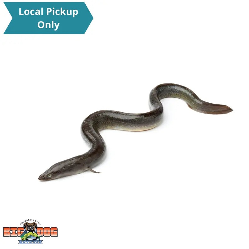 BIONIC BAIT FROZEN SWORD BAIT UNRIGGED EEL 1 PACK