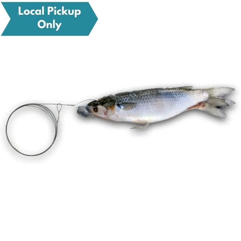 BIONIC BAIT FROZEN WIRE RIGGED MULLET 1 PACK SINGLE HOOK