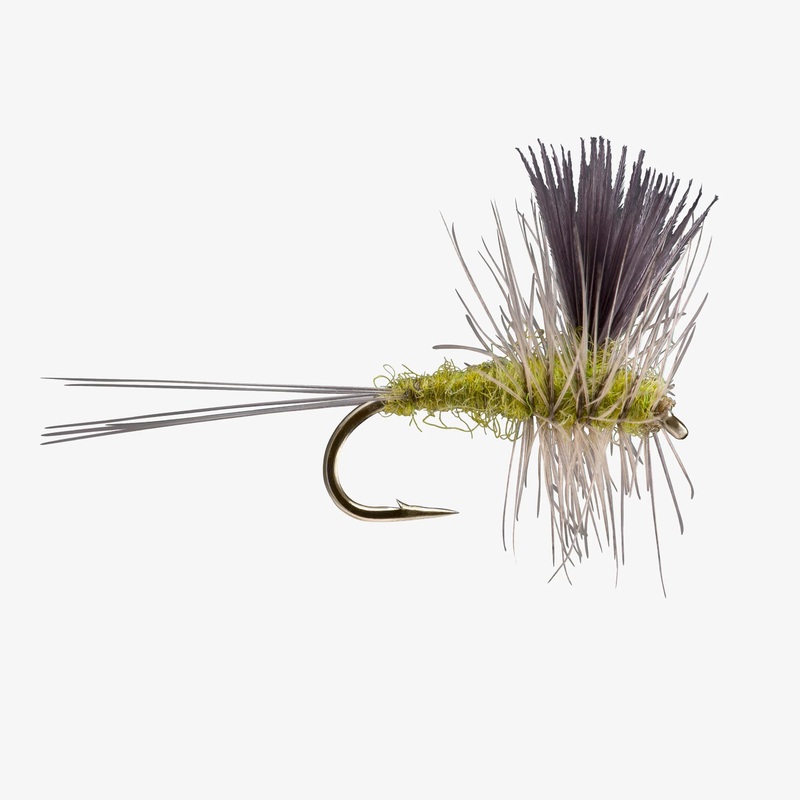 Thorax (6-pack) BWO #18