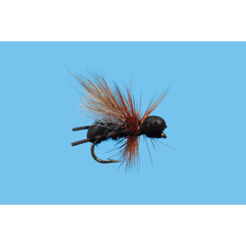 CFO Ant (6-pack) Black #14