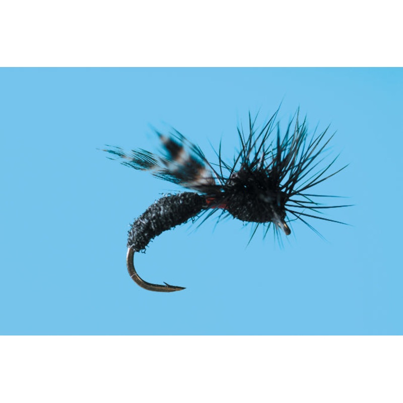 RP’s Ant (6-pack) Black #14