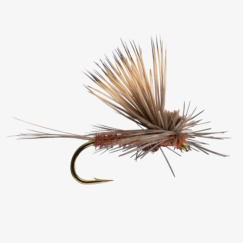 Tilt Wing Dun (6-Pack) BWO #18